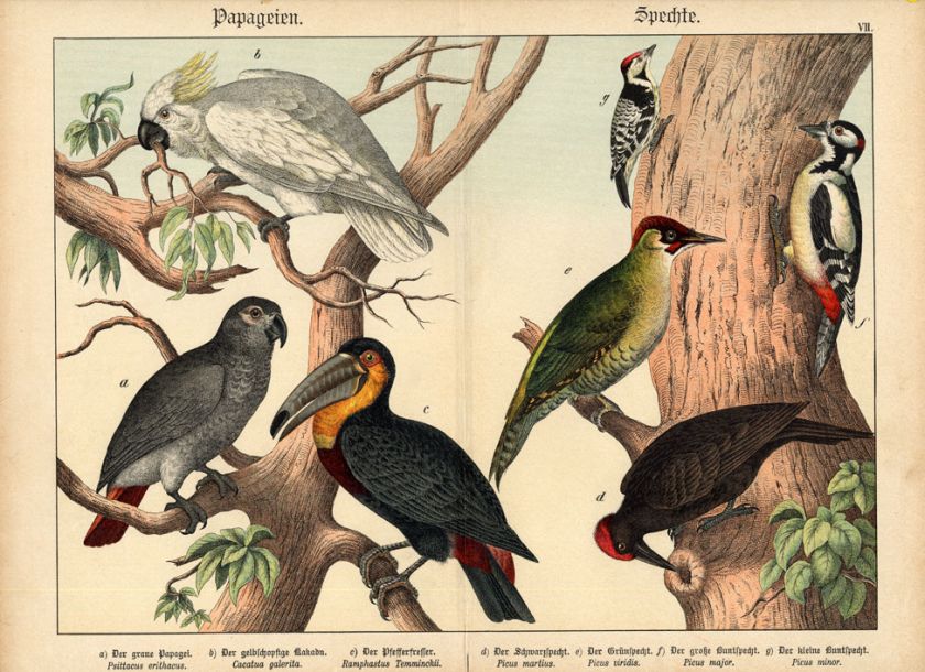 Antique Print PARROT TOUCAN WOODPECKER Schubert 1878  