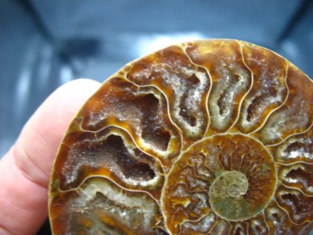 Pair*beautiful*Ammonites Fossil Mineral Stone Rock  