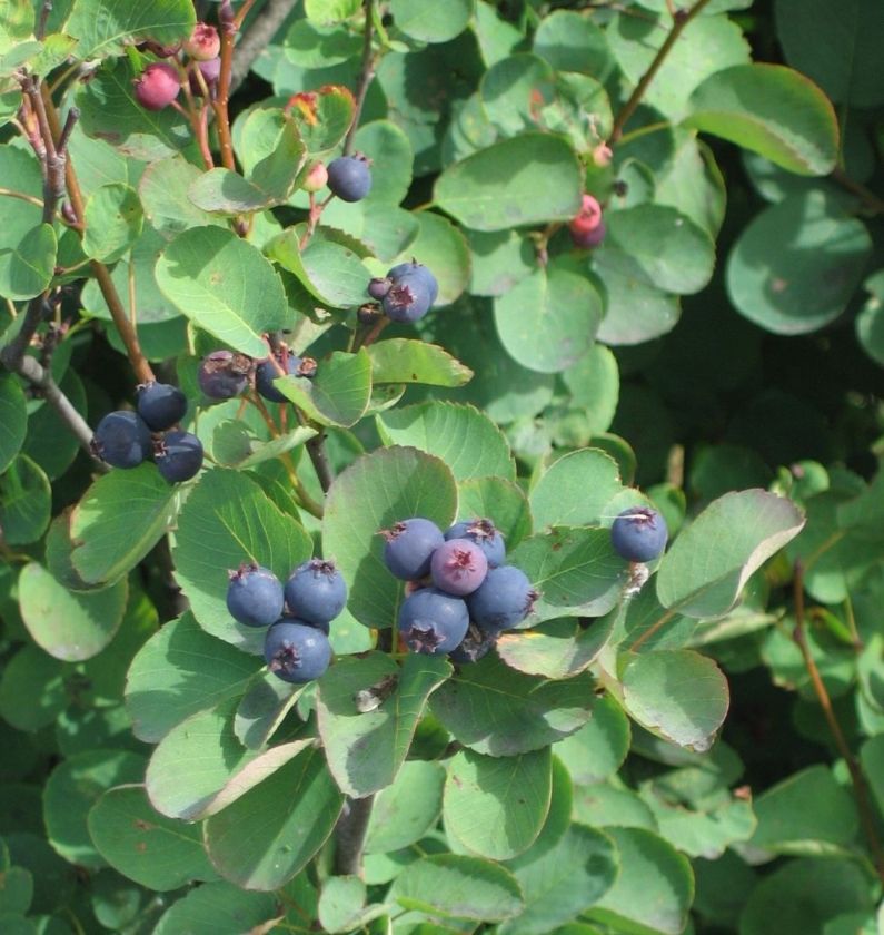 Saskatoon Serviceberry, Amelanchier alnifolia, Seeds  