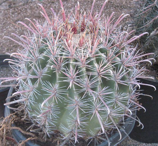 Ferocactus peninsulae Thick Central Spines LG 58  