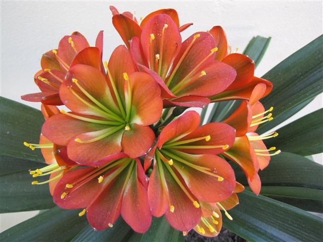   Superb Bronzes crossed Gunston X Belgie Bronze Clivia Seedling Plant