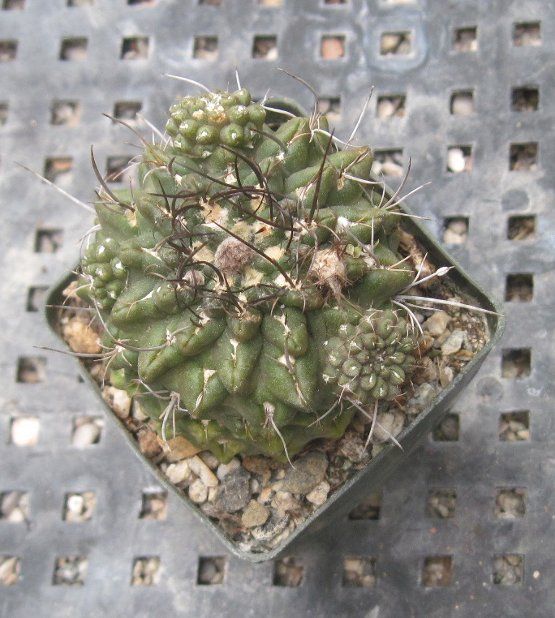 Eriosyce occulta South American Cacti With Pups 61  