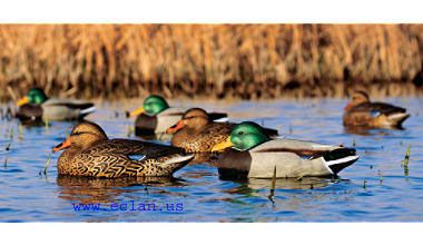   our spread consists of GHG decoys and we slayed the ducks last year