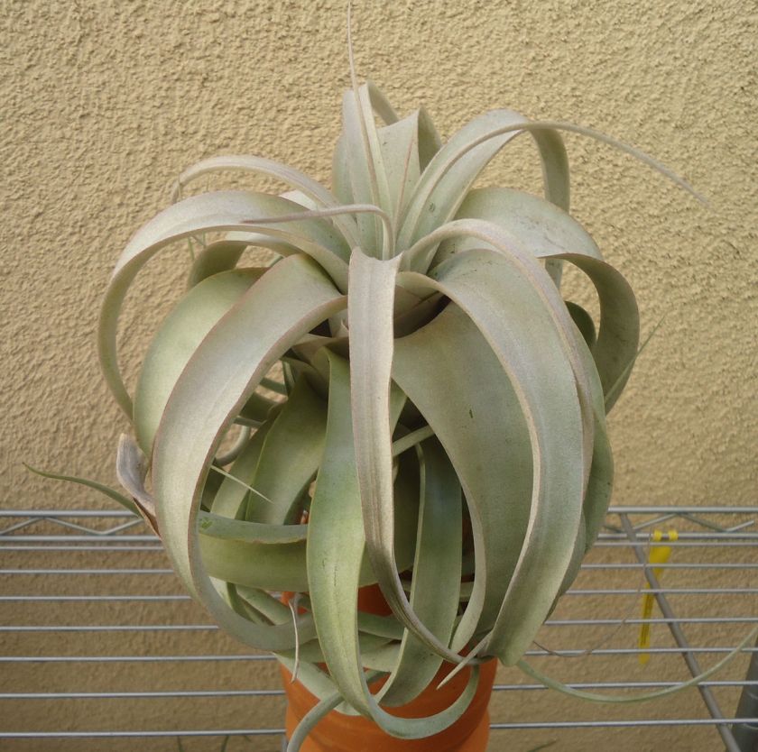 Large Tillandsia Xerographica  