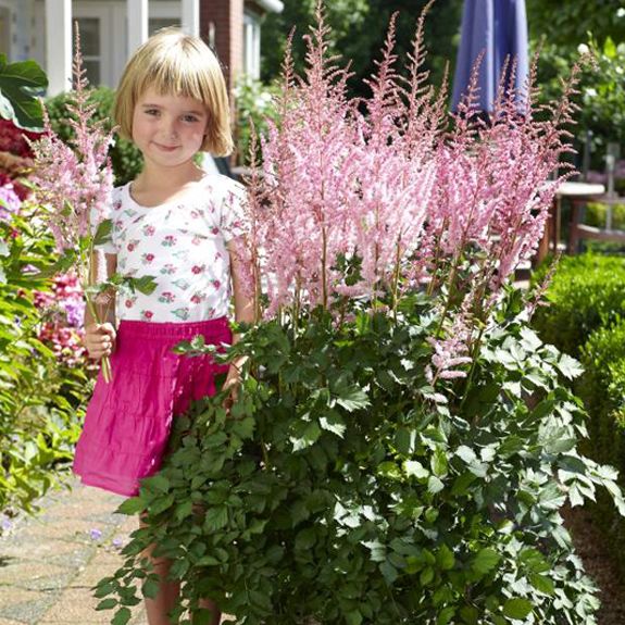   ASTILBE~MIGHTY PIP~HARDY PERENNIAL SHADE PLANT,GREAT CUT FLOWER  