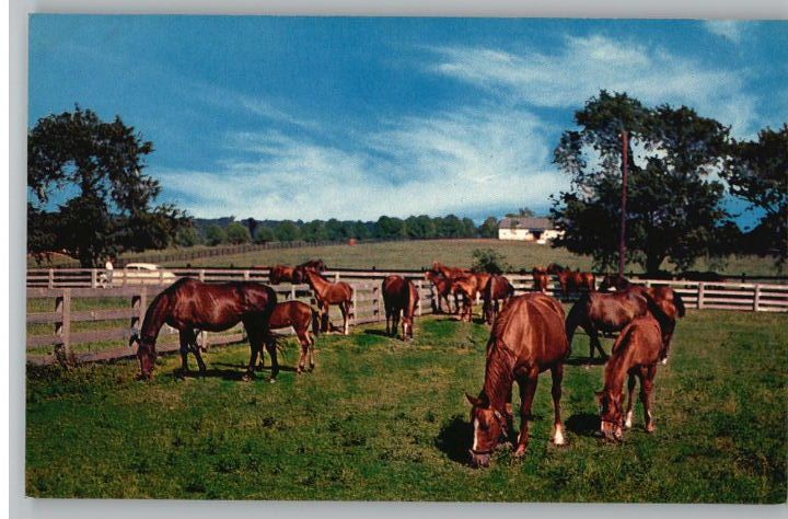 Postcard Springtime in Blue GrassHorsesKentucky/KY  