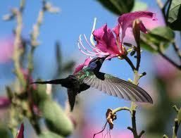   ORCHID TREE *5 seeds*E Z*Fragrant*Bauhinia variegata*TROPICAL*#1104