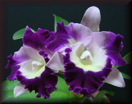 FRAGRANT NOVELTY PURPLE SPLASH PETAL CATTLEYA ORCHID 10 PSEUDOBULBS 