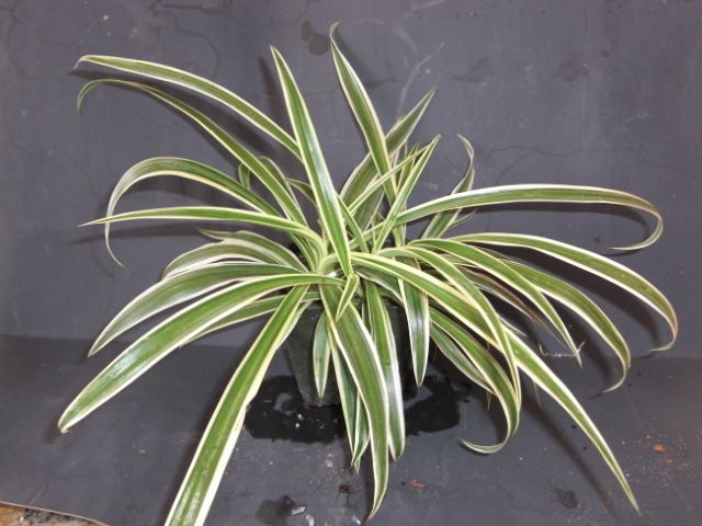   comosum variegated house plant~Indoor air cleaner~Spider Plant  