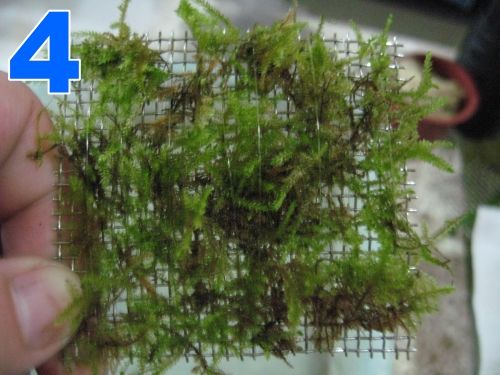 plant Wire Mesh x7   Pellia Fissidens moss Plagiomnium  